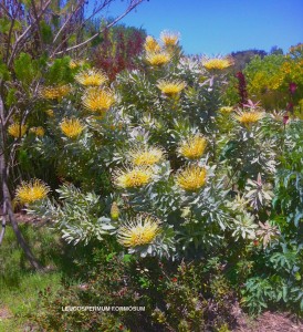 Leucospermum formosum - blooming